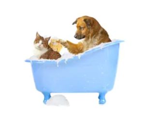 Shampoo per cani e gatti